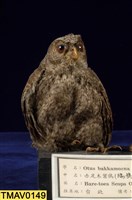 藏品(領角鴞)的圖片